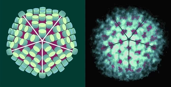 Rotavirus particle, artwork and TEM