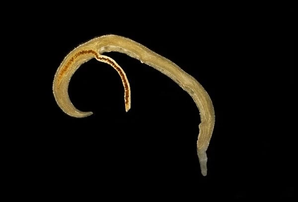 Schistosome flukes mating, micrograph C014  /  4867