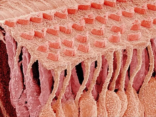 Sensory hair cells in ear, SEM