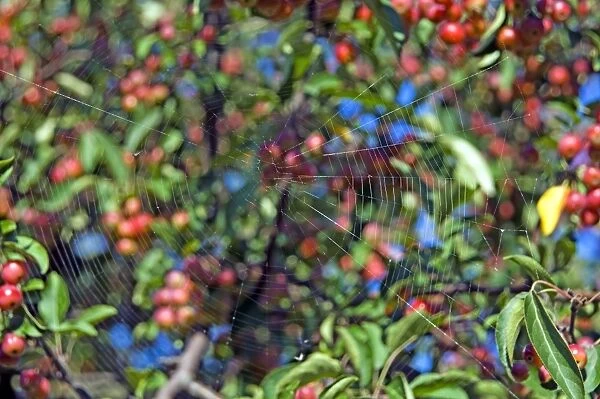 Spiderweb in a cherry tree (Prunus sp.)