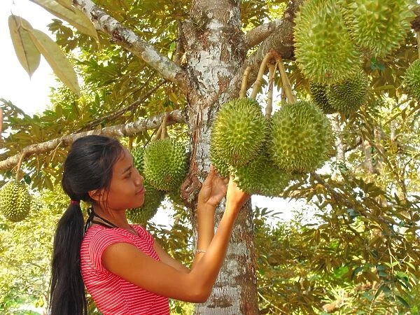 Woman inspecting durian fruit