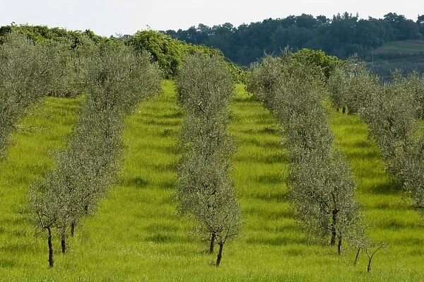 Countryside near Montepulciano
