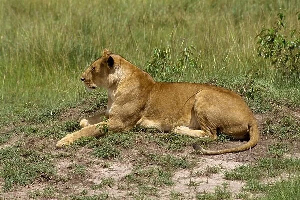 Lion, Masai Mara National Reserve