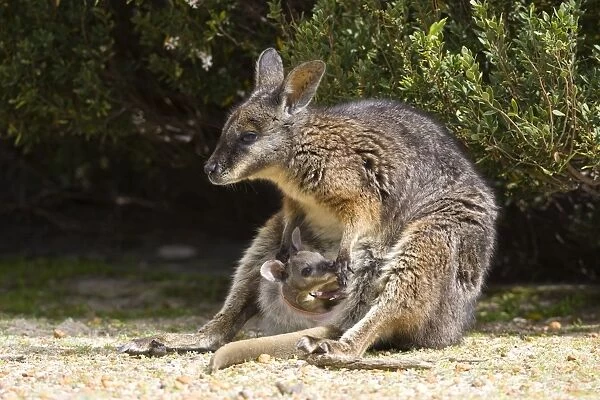 Tammar Wallaby, (Macropus eugenii), Flinders Chase N. P, Kangaroo Island