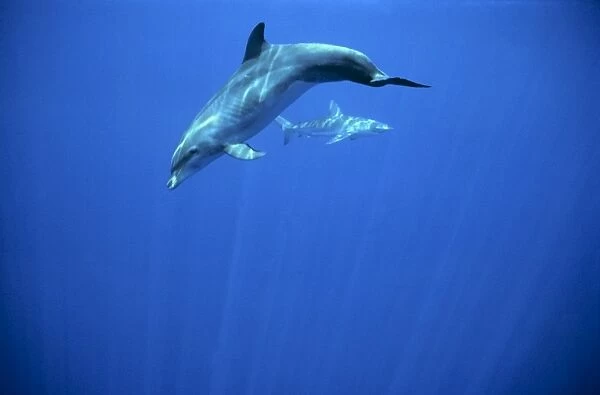 Bottlenose dolphin with Carcharhinid shark. (Tursiops truncatus). Off Darwin Island, Galapagos, Ecuador