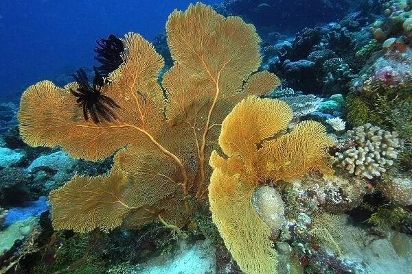 Fan coral, Subergorgia sp. with black feather stars attached, Namu atoll, Marshall Islands (N. Pacific)