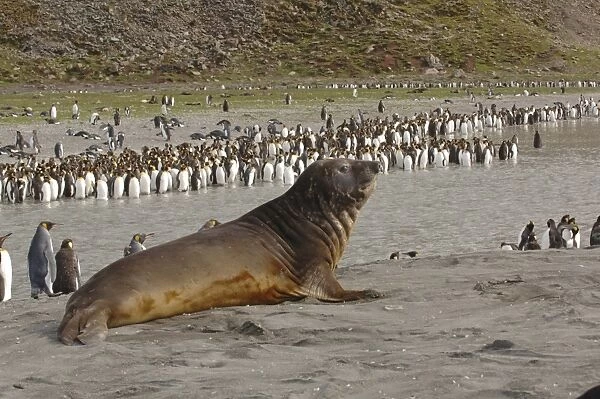 Southern elephant seal (Mirounga leonina) and King Penguins (Aptenodytes patagonica). on beach St Andrews Bay, South