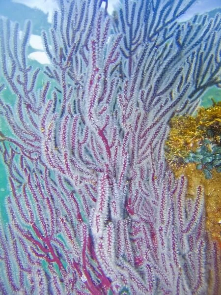 Underwater scenes from the lower Gulf of California (Sea of Cortez), Baja California Sur, Mexico. Shown here is a purple gorgonian sea fan