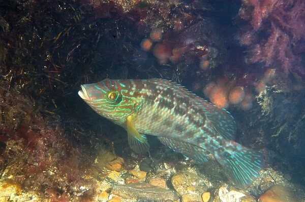 Corkwing Wrasse (Symphodus melops) adult male, guarding nest, Swanage, Isle of Purbeck, Dorset, England, June