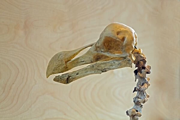 Dodo (Raphus cucullatus) skull, Gerald Durrell Conservation Trust, Jersey