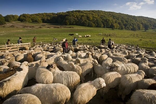 Domestic Sheep, communal flock, with shepherds at traditional sheep-fold, near Saschiz, Transylvania, Romania, october