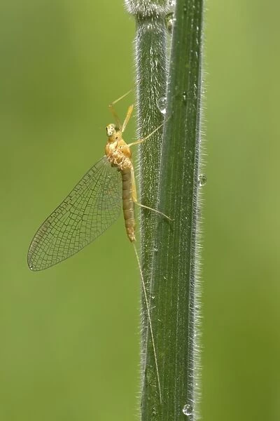 Mayfly (Ephemeroptera sp. ) adult, resting on grass stem, River Whiteadder, Berwickshire, Scottish Borders, Scotland