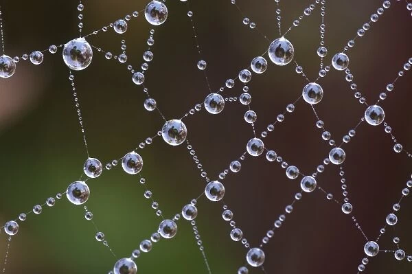Spider web covered with dew drops at dawn, Italy, november