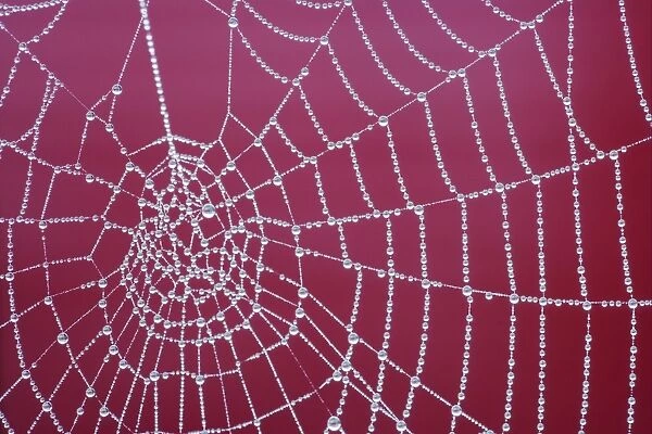 Spider web, dew covered at dawn, Essex, England, december