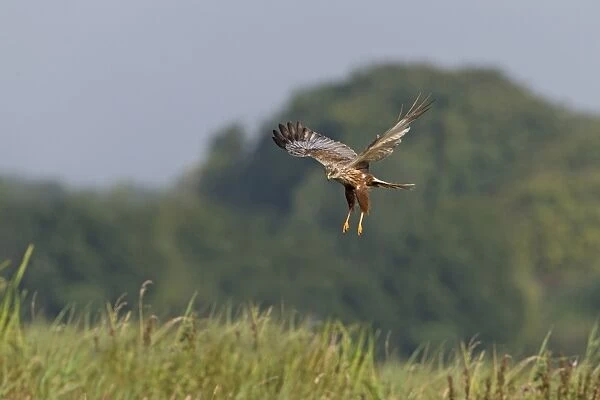 Western Marsh Harrier (Circus aeruginosus) adult male, in flight, hovering above tall grass, Suffolk, England, July