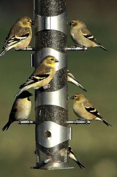 American Goldfinches (Cardeulis tristis) at nyjer  /  thistle tube feeder, Marion Co. IL