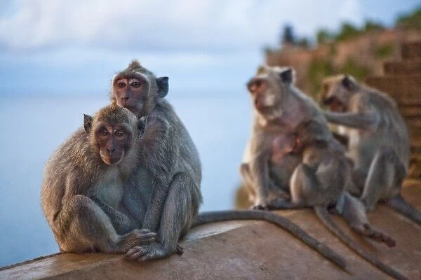 Bali, Indonesia. As is common in Indonesian temples, monkeys run free through the Uluwatu temple