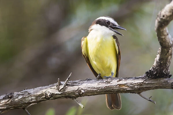 Belize, Ambergris Caye. Great Kiskadee calls from a perch