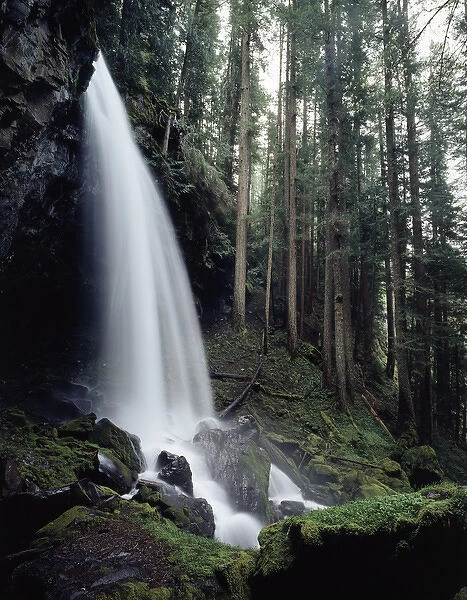 CTF-1007. USA, Oregon, A waterfall in an old-growth forest