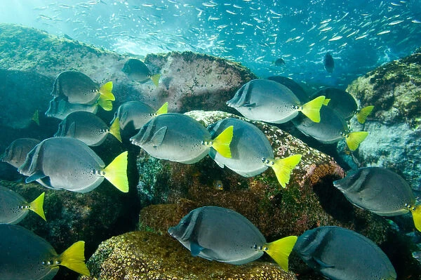 Ecuador, Bartholome Island, Galapagos Islands National Park, Schooling Yellowtail Surgeonfish