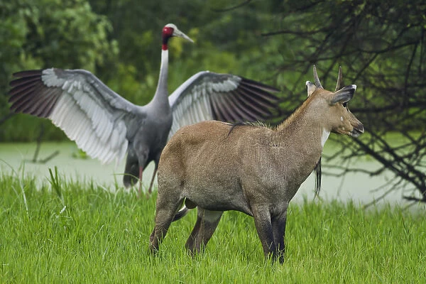 Indian Saras Crane, chasing away the Bluebull, Keoladeo National Park, India