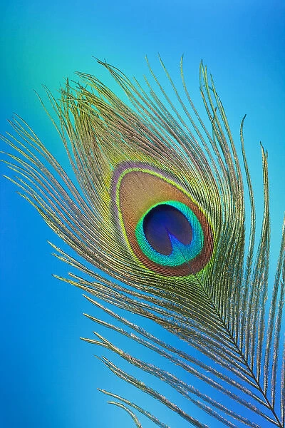 Single Male Peacock tail Feather against colorful background