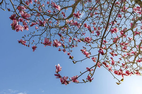USA, Washington State, Seabeck. Tulip magnolia tree in bloom