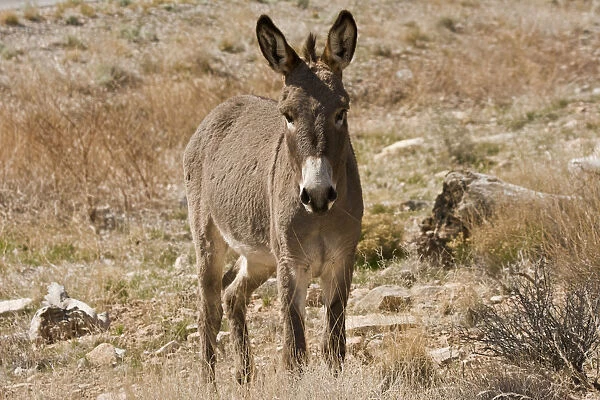 Wild burro standing. Red Rock Canyon Area, Nevada, USA