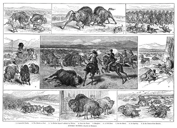 BUFFALO HUNTING, 1884. Scenes of buffalo and buffalo hunting. Engraving, American, 1884
