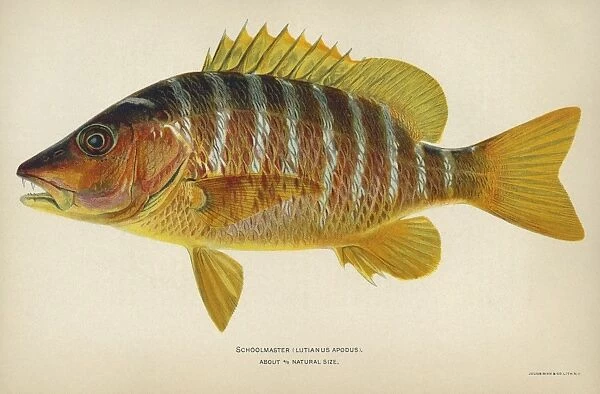 FISH: SCHOOLMASTER. Schoolmaster snapper (Lutjanus apodus). Lithograph by Julius Bien & Co