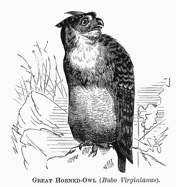 GREAT HORNED OWL, 1877. Bubo virginianus. Line engraving, 1877