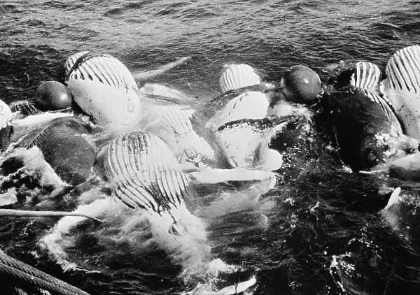WHALING, c1935. Dead humpback whales, inflated with compressed air, tied to the