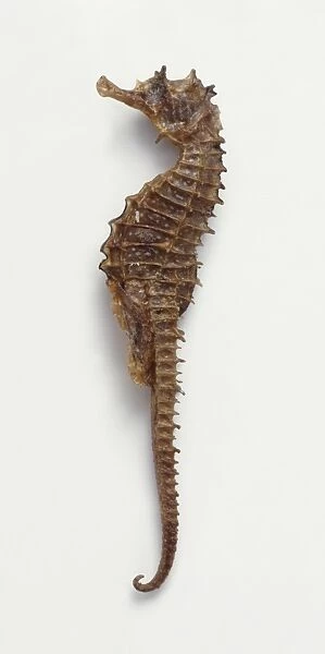 Dead Seahorse (Hippocampus)