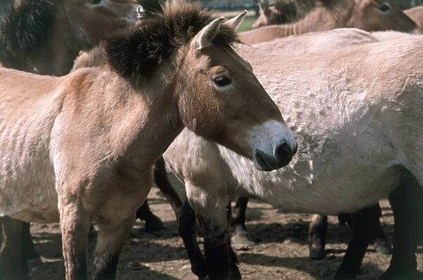 Group of Przewalskis horses (Equus ferus przewalskii), side view