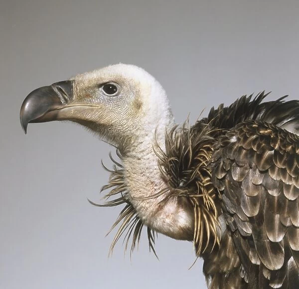 Head of Griffon Vulture (Gyps fulvus), side view