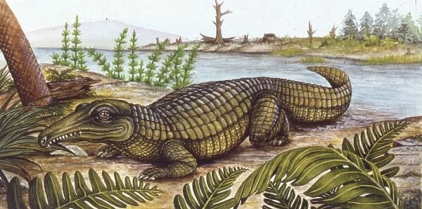 Illustration of Proterosuchus