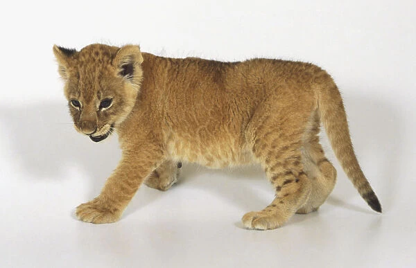 Lion-jaguar hybrid cub (Panthera hybrid), side view