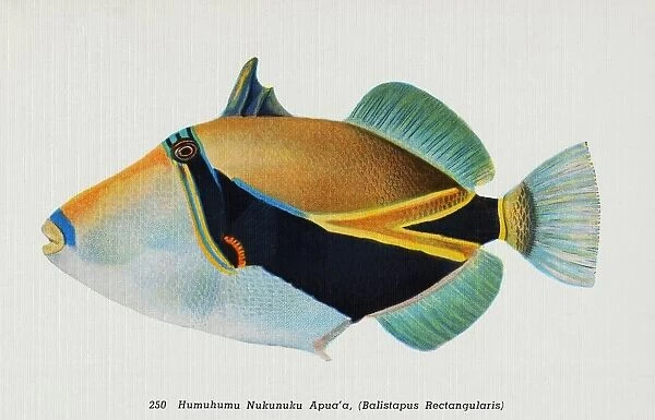 Postcard of Balistapus Rectangularis Fish. ca. 1914, 250. Humuhumu Nukunuku Apua a, (Balistapus Rectangularis). FISHES OF HAWAII. The Aquarium at Waikiki, Honolulu, claims the rarest and most beautiful fish in the world. They are odd in shape having all the hues of the rainbow with the tints laid on as if with the brush. No painter can imitate them nor language do them justice. Words are inadequate to accurately portray these exquisite colors and weird shapes