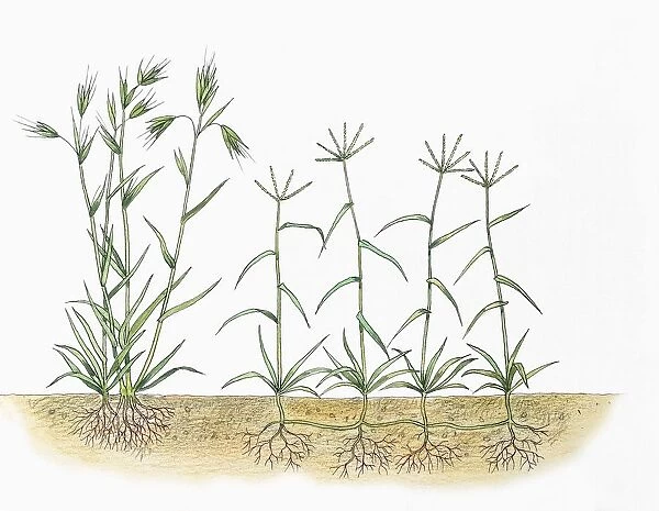 Red Grass Themeda triandra and Bermuda Grass Cynodon dactylon, illustration
