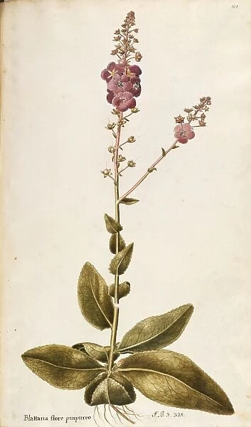 Scrophulariaceae, Purple Mullein (Verbascum phoeniceum), Herbaceous perennial plant for rocky gardens, spontaneous in Italy, by Francesco Peyrolery, watercolor, 1752