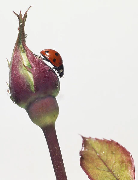 Seven-Spotted Ladybird (Coccinella Septempunctata) perched on flower bud, side view, close up