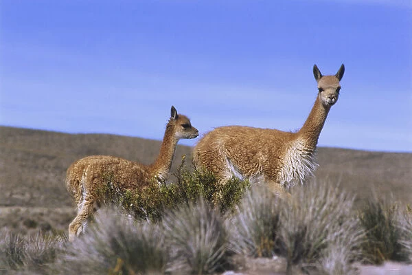 Two Vicunas standing in tall grassland