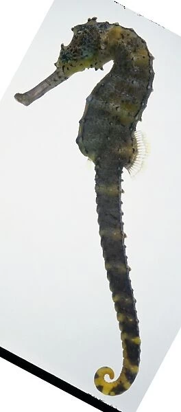 Side view of a live sea horse in a glass tank