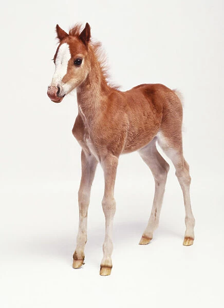 One week old light-brown foal (Equus caballus), standing