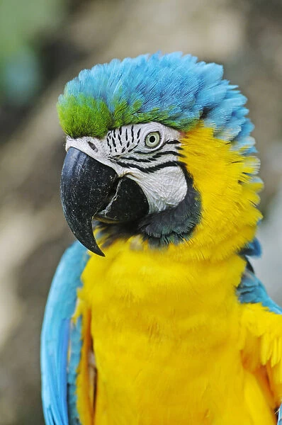 Blue-and-Yellow Macaw or Blue-and-Gold-Macaw -Ara ararauna-, Antioquia, Colombia, South America, Latin America