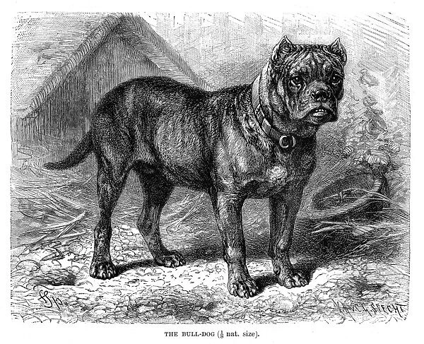 Bulldog engraving 1894
