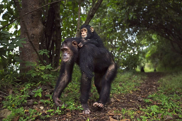 Eastern chimpanzee female Golden aged 15 years carrying her infant daughter Glamour aged 21 months on her back