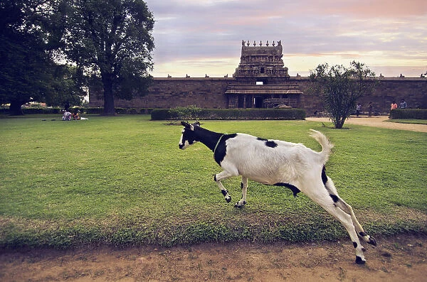 Goat at Darasuram Airavateswarar Temple