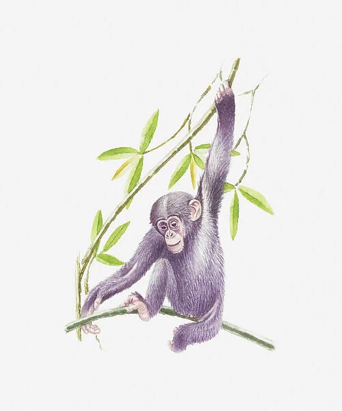 Illustration of baby chimpanzee holding onto a branch