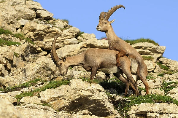 Playful attempt at coupling of alpine ibex (Capra ibex)